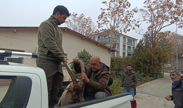 Yaralı bulunan yaban keçisinin imdadına DKMP ekipleri yetişti