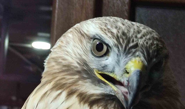 Yaralı kızıl şahin tedavi altına alındı