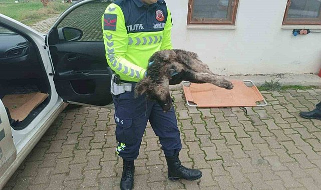 Yaralı sokak köpeği için jandarma ekipleri seferber oldu