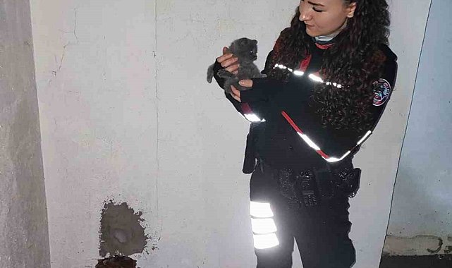Yaramaz yavru kedi, apartman boşluğuna düştü