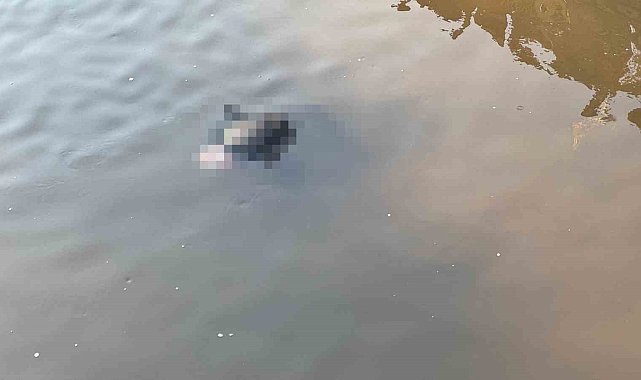 Yeşilırmak'ta erkek cesedi bulundu