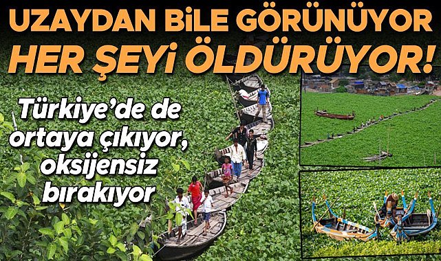 Etrafında ne varsa öldürüyor, bulunduğu yeri istila edip yaşamı sonlandırıyor! Sorun o kadar büyük ki uzaydan bile görünüyor… Dönem dönem Türkiye’de de...