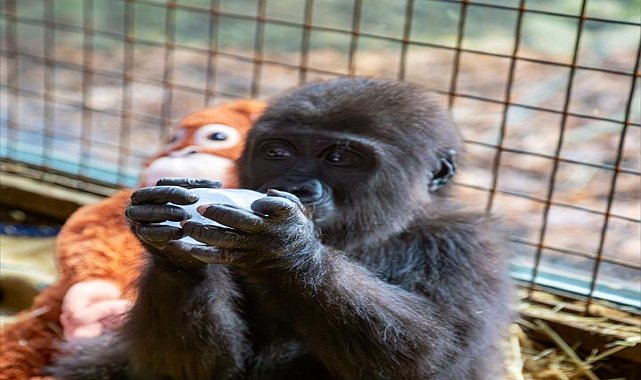 Kargo kolisinde bulunmuştu... Yavru gorile 20 binin üzerinde isim önerildi