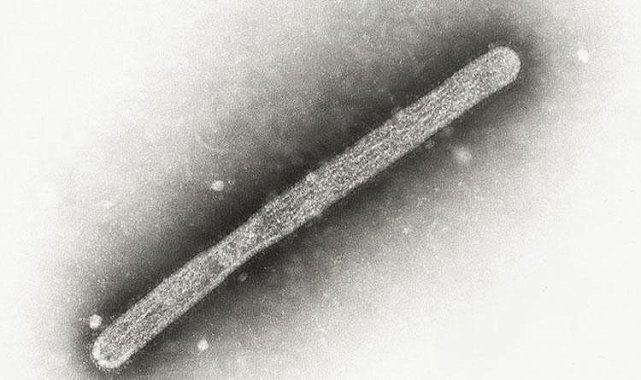 Kuş gribi yeniden hortladı: İlk ölüm gerçekleşti... ABD&#039;li yetkililer mutasyon bildirdi