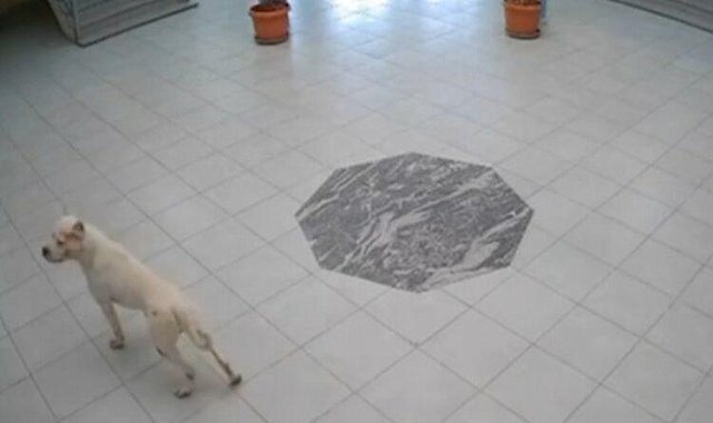 Okula giren köpek dehşet saçtı: Öğrenciler yaralandı