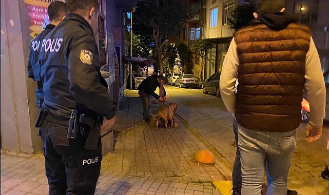 Sahibinin elinden kurtulan pitbull cinsi köpek dehşet saçtı: Zar zor kontrol altına aldılar