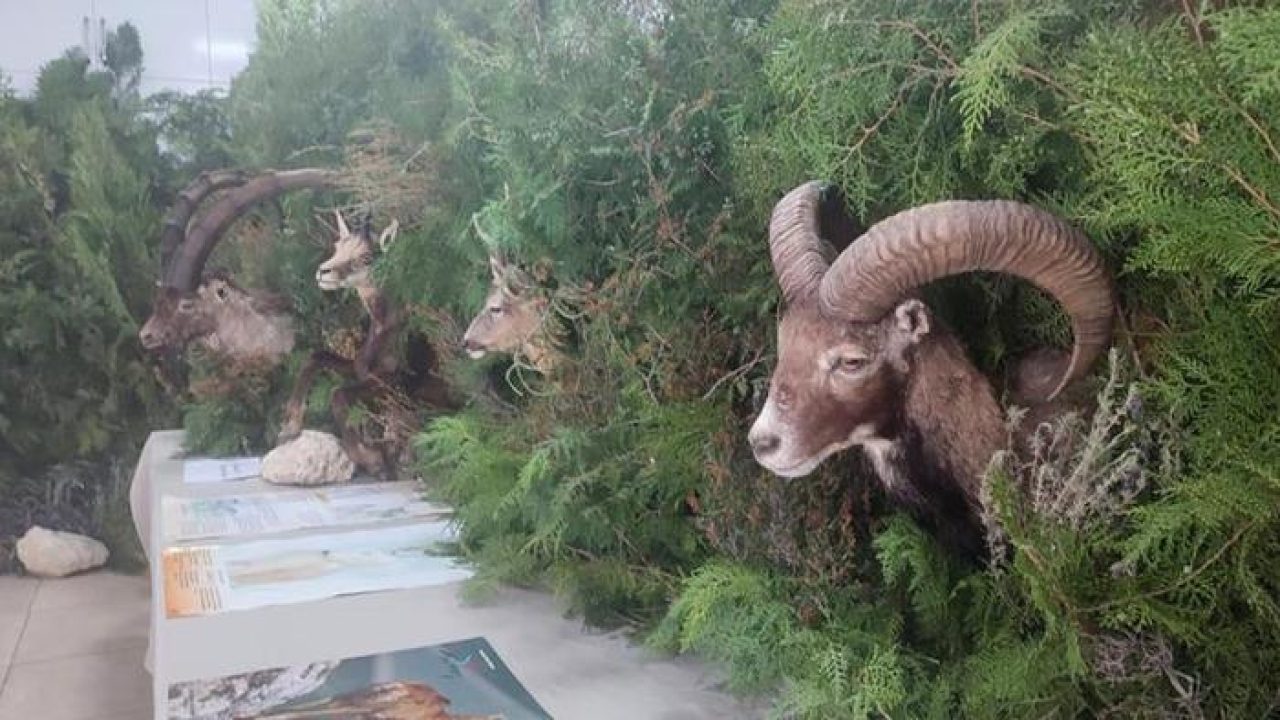 Anamur'da 'Orman Ekosistemi' temalı sergi açıldı