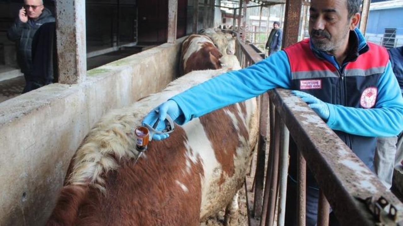 Düzce'de 55 bin 810 büyükbaş hayvan aşılanacak