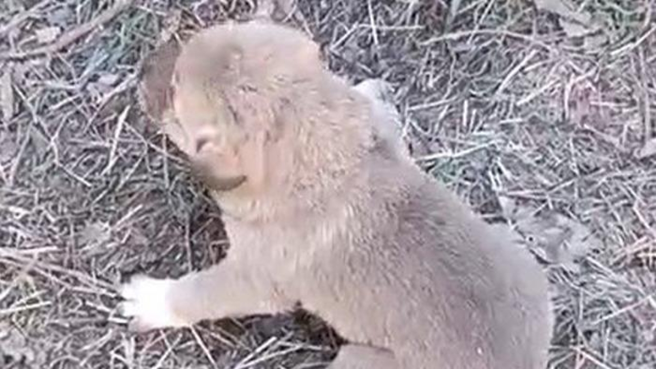 Elazığ'da yürekleri ısıtan olay! Tellerin arasına sıkışan yavru köpeği duyarlı bir vatandaş kurtardı