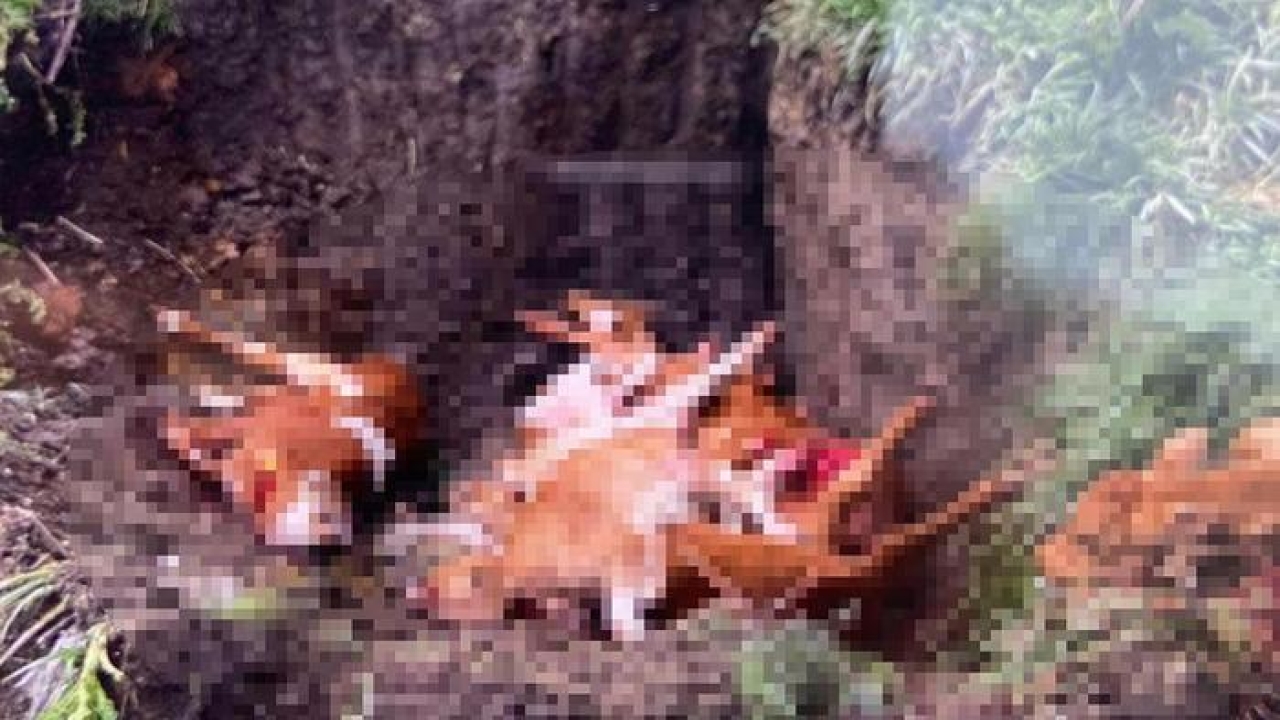 Kırklareli'ne kaçak getirilen 12 hayvan itlaf edildi! İl Tarım ve Orman Müdürlüğü'nden açıklama