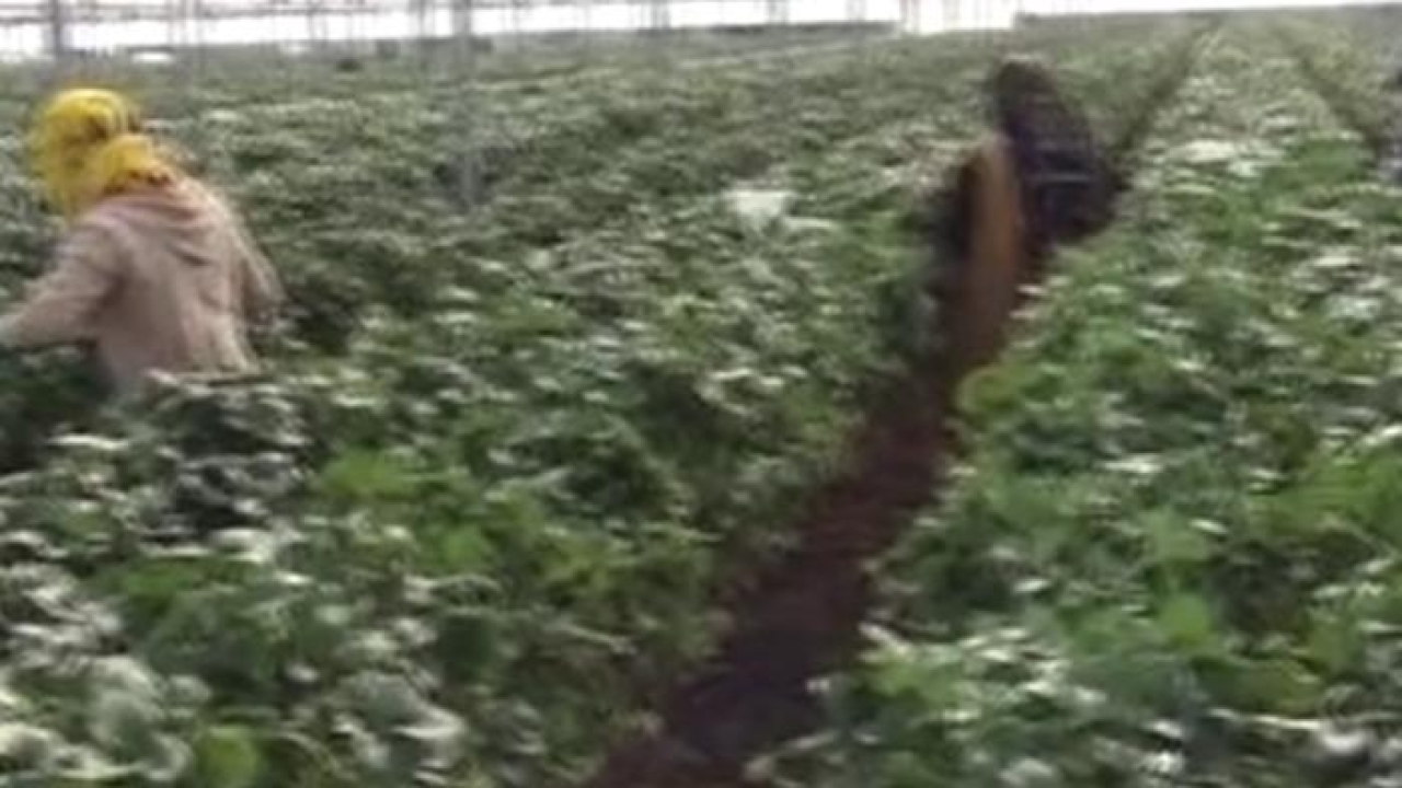 Mersin’de çilekte zirai dondan olumsuz etkilendi