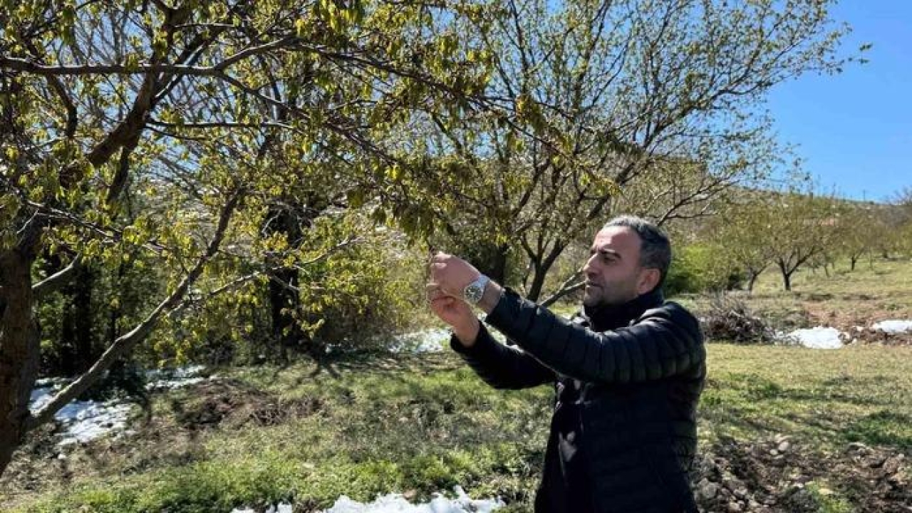 Akçadağ’da zirai don kayısıyı vurdu! Belediye Başkanı duyurdu: "Tablo çok kötü"