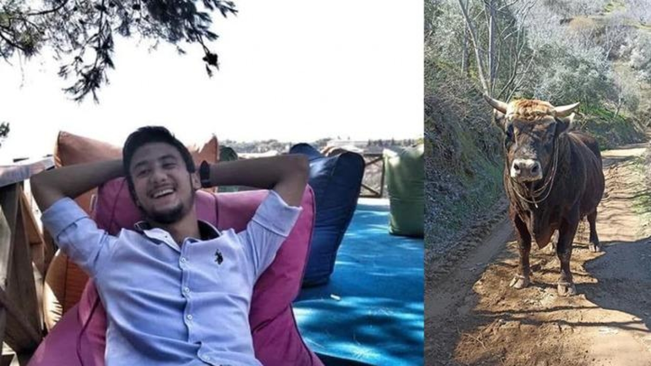 Aydın'da korkunç ölüm... Güreş boğası, bakıcısı genç Fevzi'yi boynuz darbeleriyle öldürdü