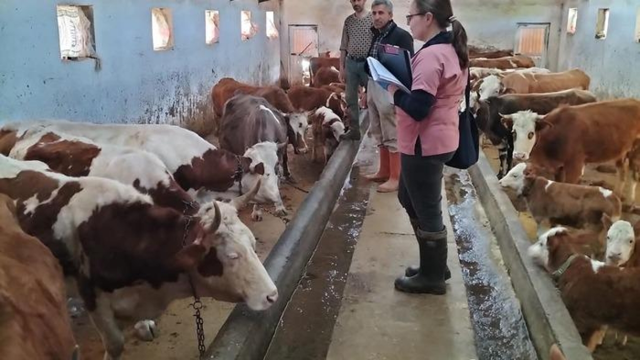Elazığ’da aşılama ve küpeleme çalışması sürüyor