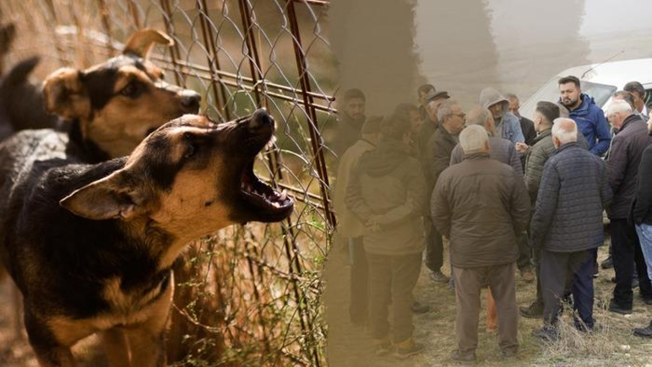 Gümüşhane'de köylerine köpek barınağı yapılacağını duyan vatandaşlar ayaklandı