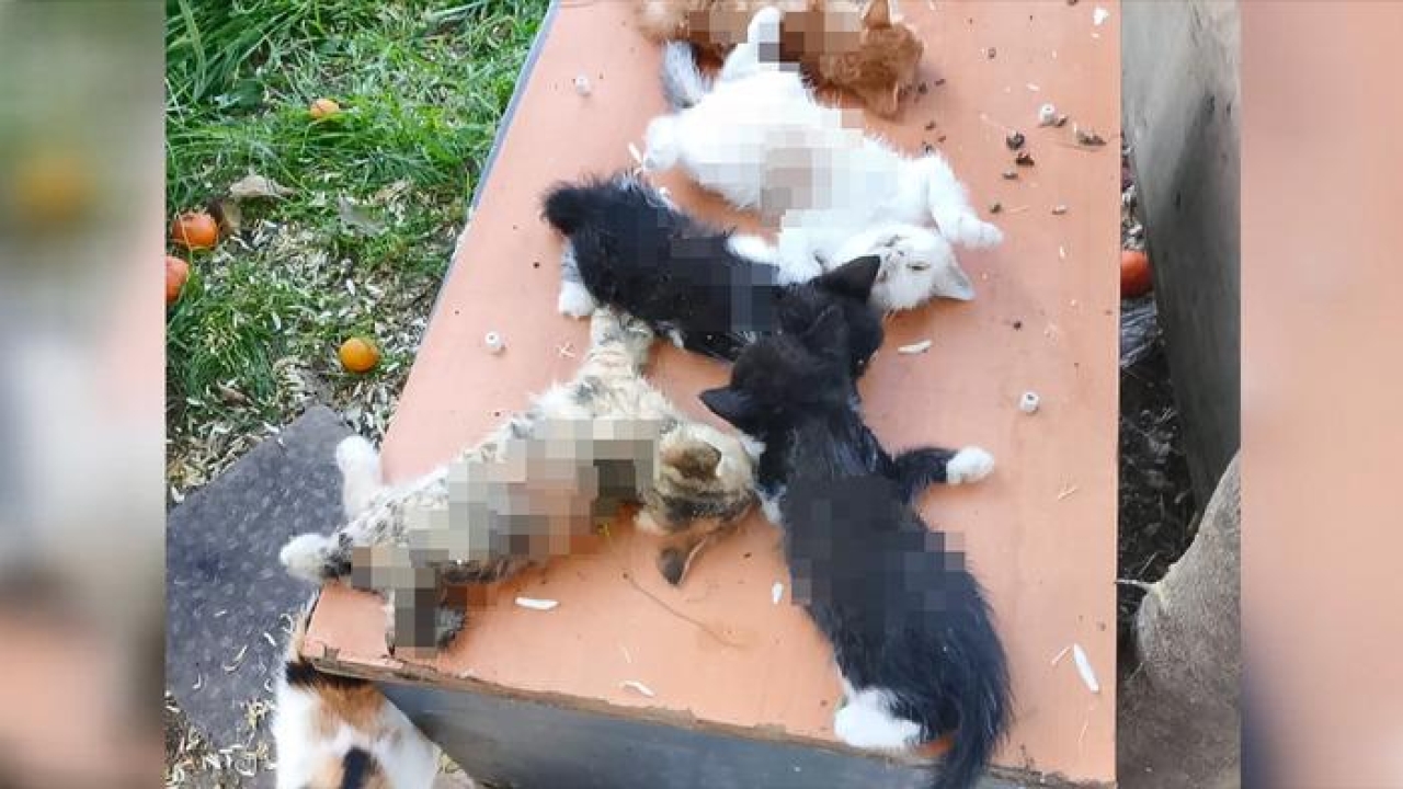 İnsanlık dışı olay! Aparman bahçesinde bakılan 8 yavru kediyi kesici aletle katlettiler...