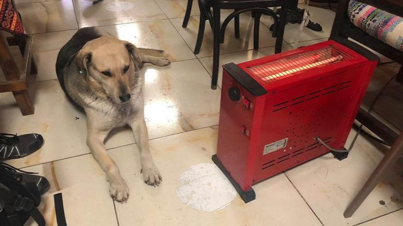 Kar ve soğuktan kaçan köpek çay ocağındaki ısıtıcının yanına uzandı