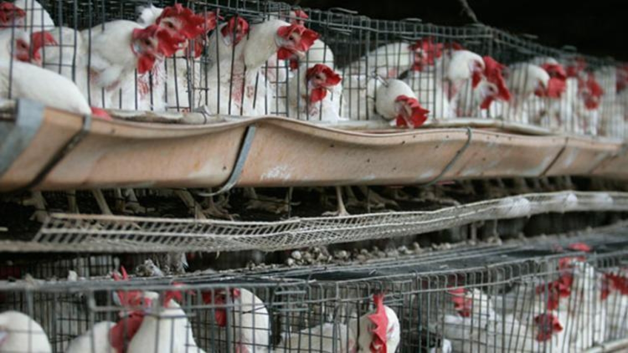 Meksika'da ‘H5N1’ endişesi: İlk kez bir insanda görüldü