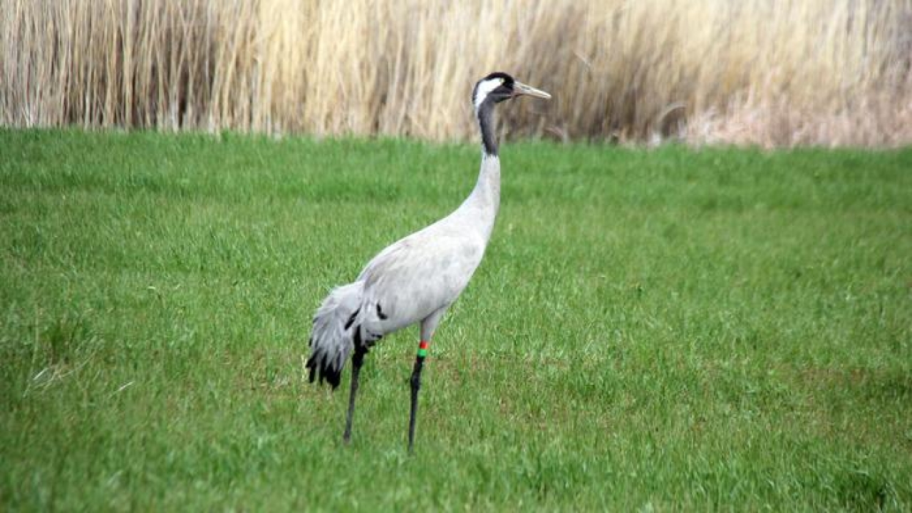 Nesli tehlike altında! Sivas&#039;ta turnalar böyle görüntülendi