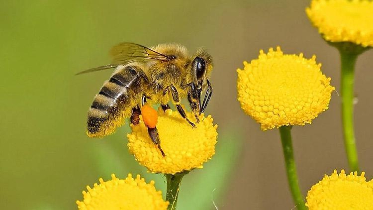 Arı nüfusu tehdit altında: Bilim insanları uyardı