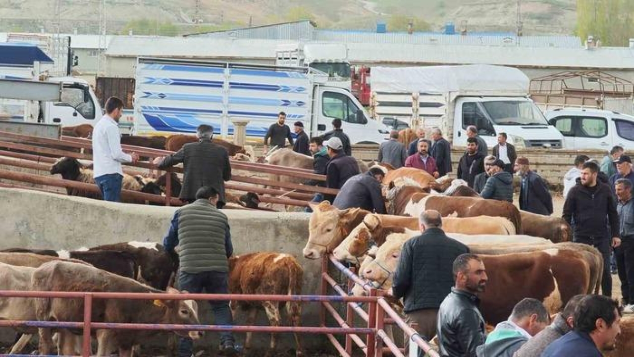 Kurbanlıklar görücüye çıktı