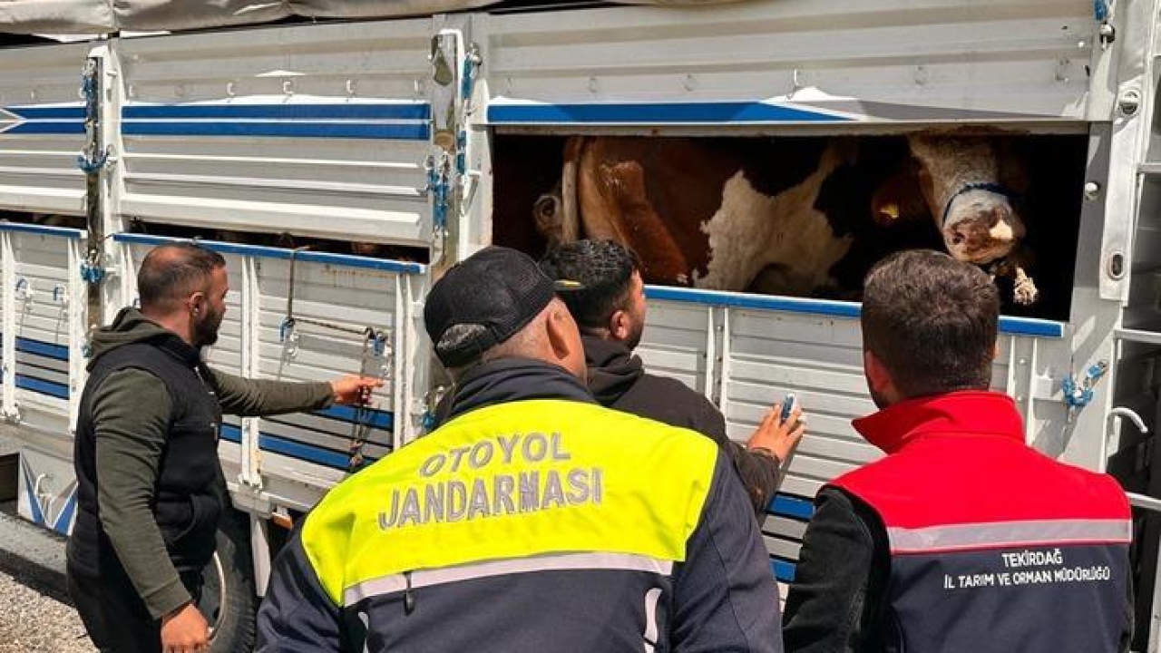 Tekirdağ'a kaçak hayvan getiren besiciye 105 bin lira ceza