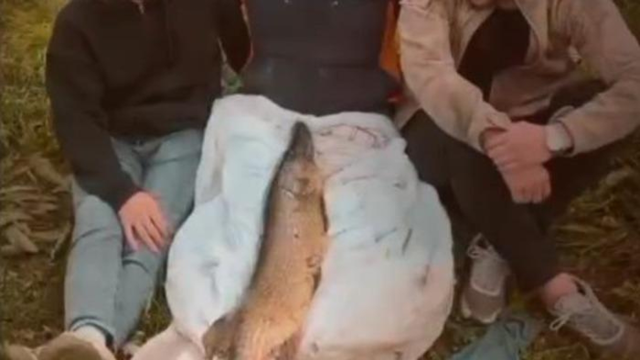 Tuttuğu 14 kiloluk turnayı bebek gibi kucağında salladı