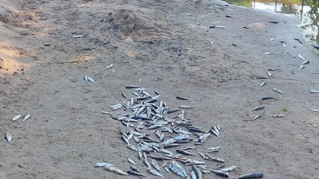 Antalya'da denize dökülen kanalda balık ölümlerine inceleme