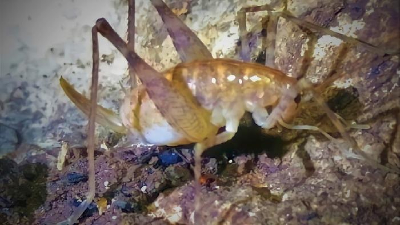Diyarbakır’da keşfedildi! Yeni çekirge türüne ‘Troglophilus diclensis’ denecek