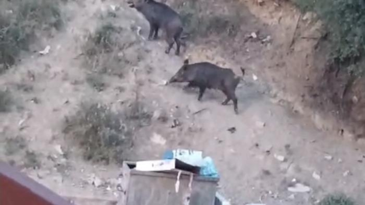 Hatay'da aç kalan yaban domuzları yerleşim alanına indi; o anlar kamerada