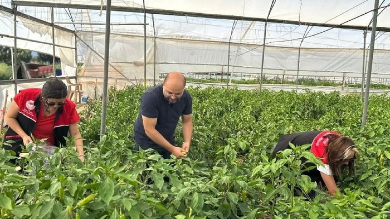 Edremit’te hasat öncesi pestisit numunesi alındı