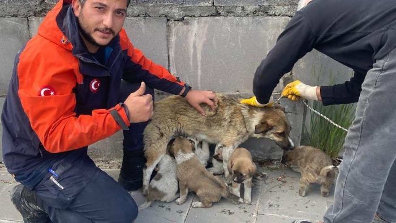 Havalandırma boşluğunda mahsur kalan yavru köpekleri AFAD ekibi kurtardı