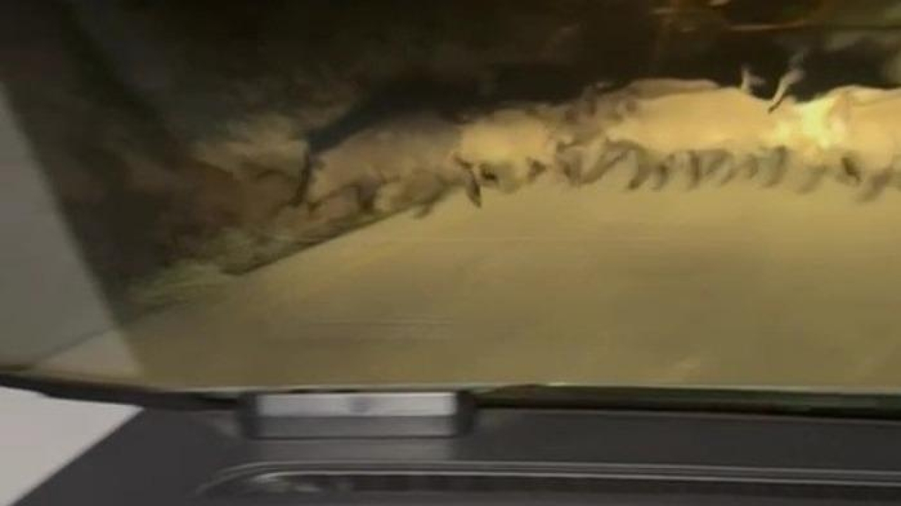 Karabük’te yola çıkan domuz sürüsü ve tilki kamerada