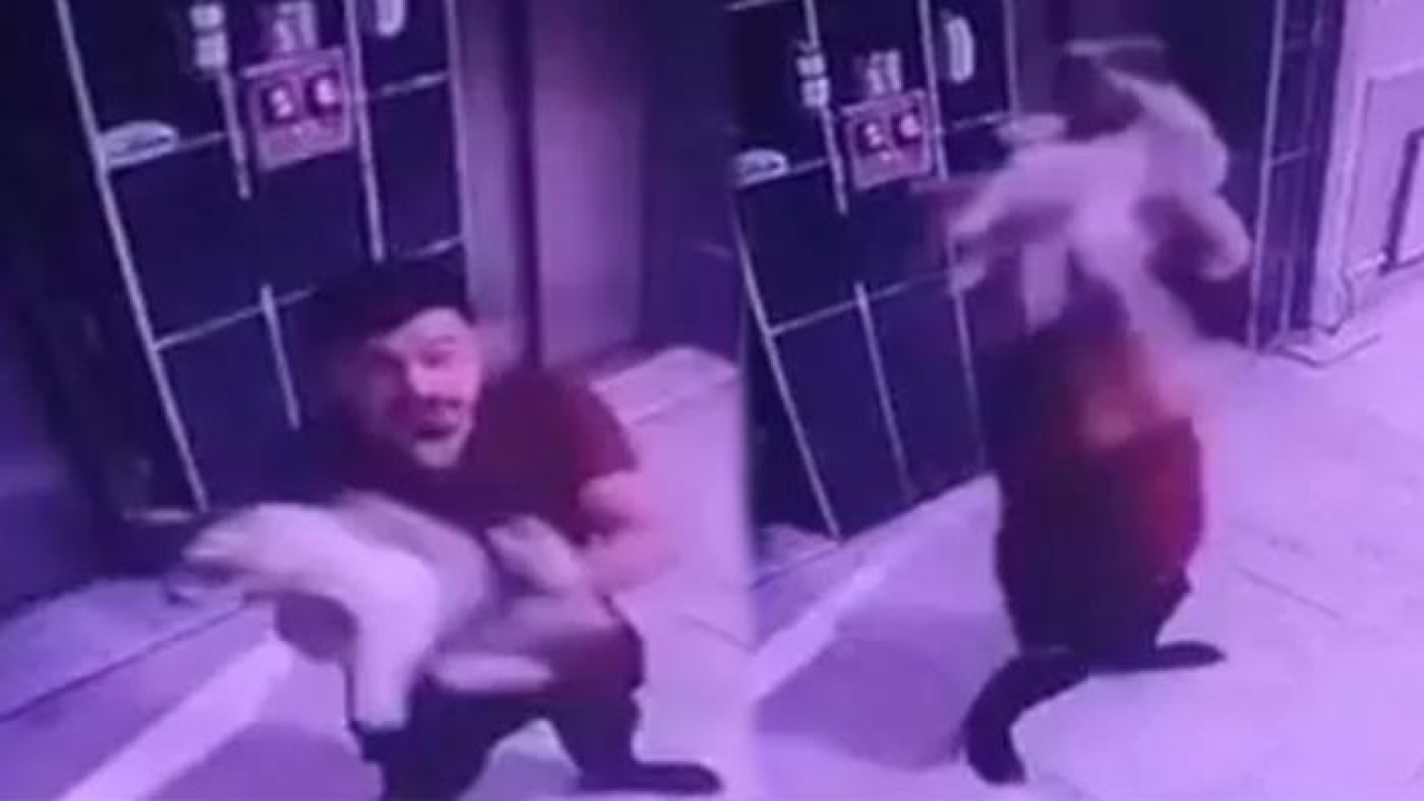 Konya'da apartmanda bakılan hamile kediye eziyet: Kaldırıp yere fırlattı!