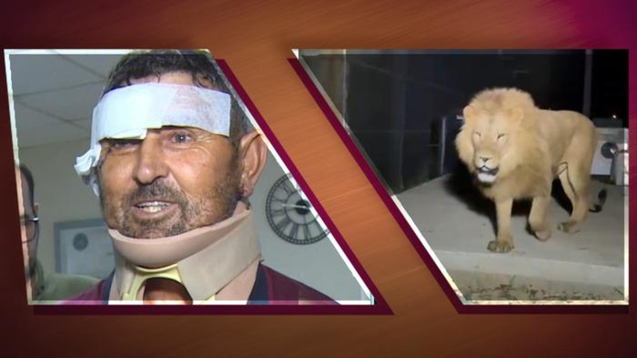 Türkiye'nin konuştuğu adam taburcu oldu! Aslanla mücadelesini anlattı: "Sinek ısırmasın diye üstümüzü örttük, aslan ısırdı"