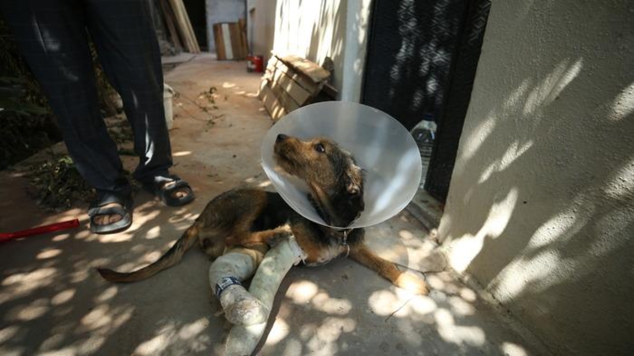 Balıkesir depreminde yaralanan köpek tedavi edildi