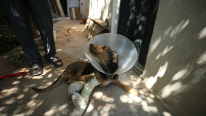 Balıkesir depreminde yaralanan köpek tedavi edildi