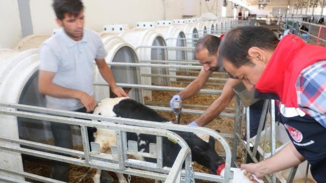 Erzincan il genelinde tüm hayvanlar şap hastalığına karşı aşılanıyor