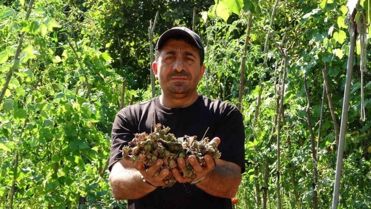Fındığının çalındığını sandı, kamerada domuz çıktı