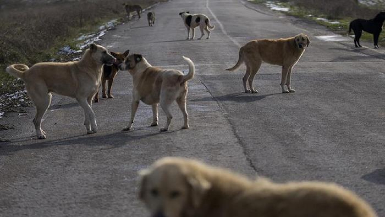 Son dakika... İstanbul Valiliği'nden "İvedilikle toplayın" duyurusu: Başıboş sokak köpeği talimatı verildi...
