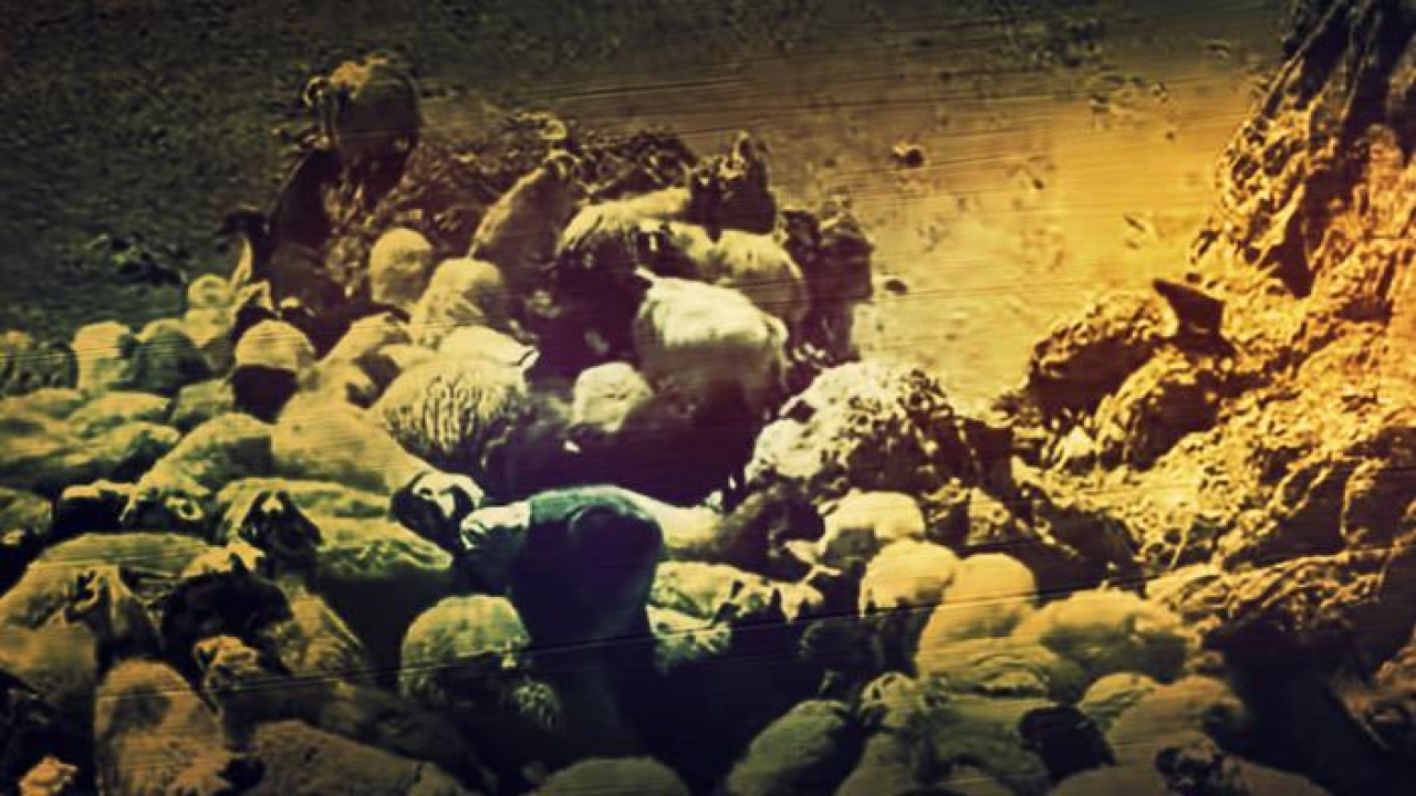 Kurt sürüye acımadı! 70'ten fazla koyun öldü