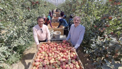 Zirai donun vurduğu Karaman'da elma hasadı buruk başladı