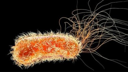 Almanya'da E. Coli salgını alarmı, yüzlerce vaka tespit edildi