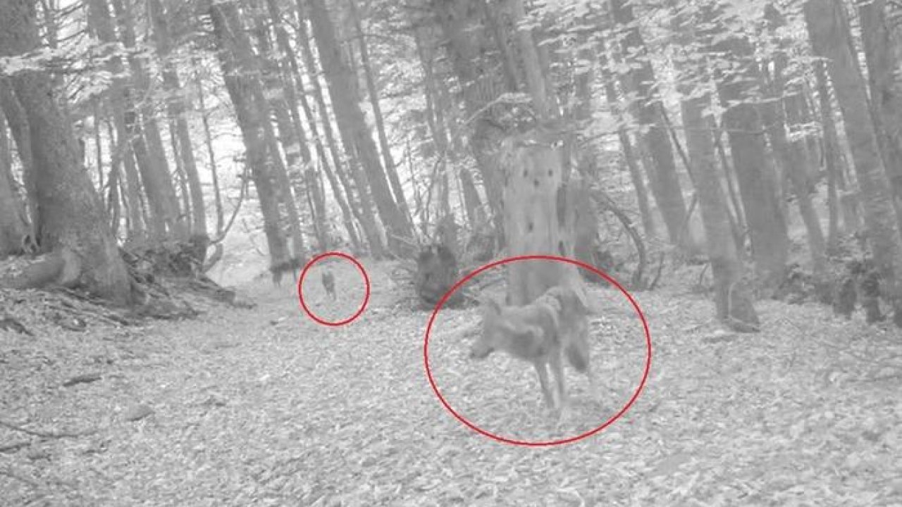 Ormanda gezen 2 kurt fotokapana yansıdı