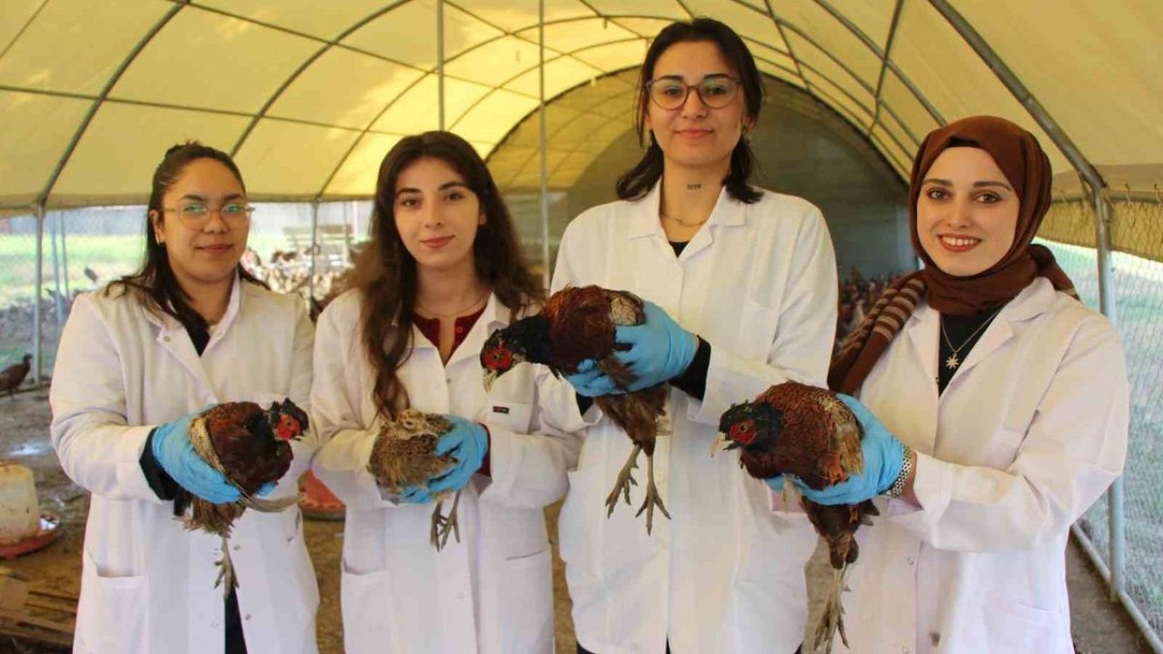 Amasya’da üniversiteliler sülün yetiştiriyor