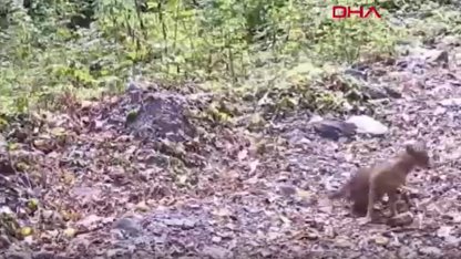 Çakal, fotokapana yakalandı