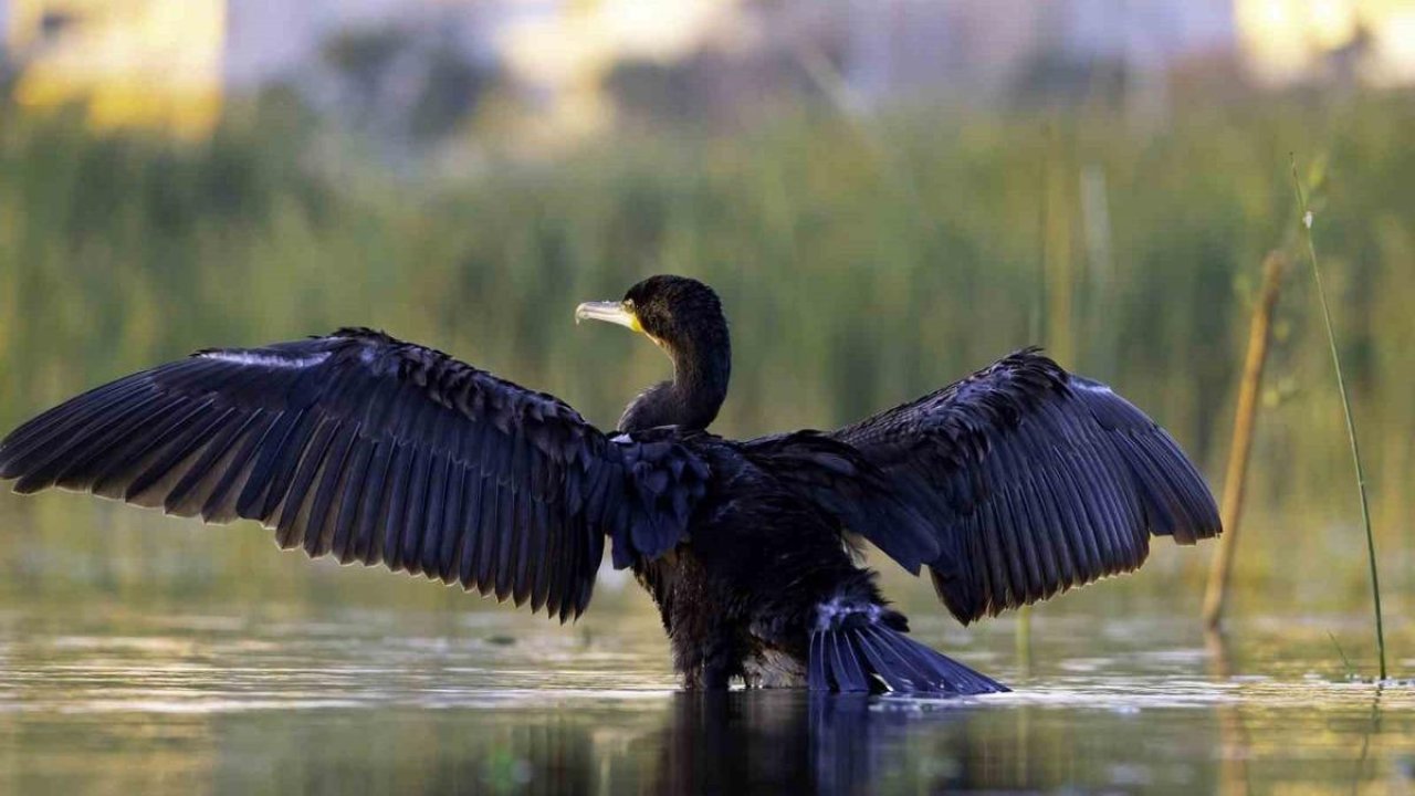 Ekşisu Sazlığı, 149 kuş türüne ev sahipliği yapıyor