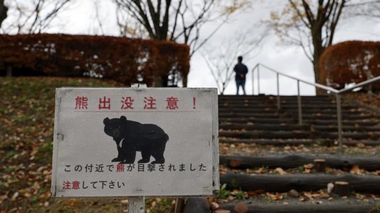 Japonya&#039;da &#039;ayı sigortası&#039;