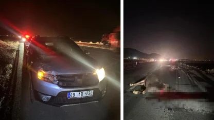 Muş'ta yola çıkan inekler kazaya neden oldu: 1 yaralı