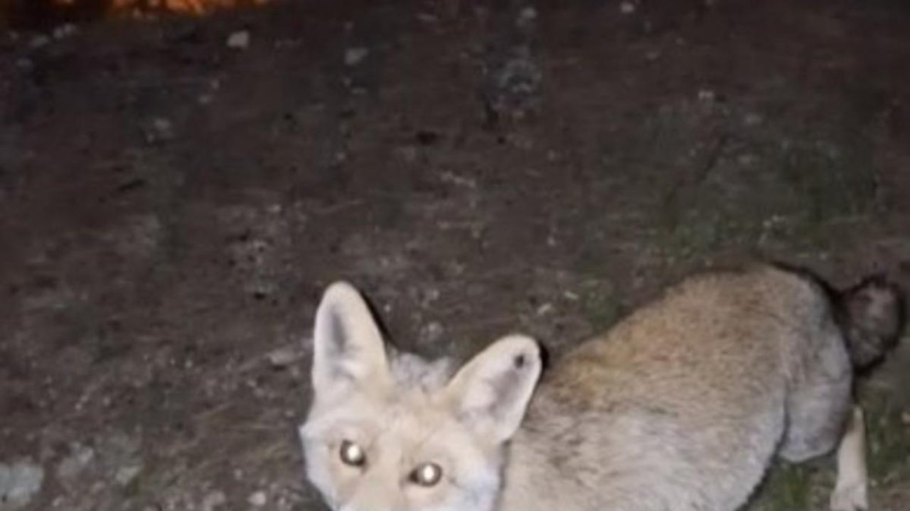 Osmaniye’de meraklı tilki, Osmaniye kömbesini geri çevirmedi